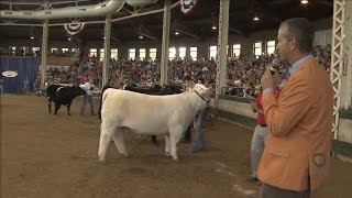 4-H Market Beef Show