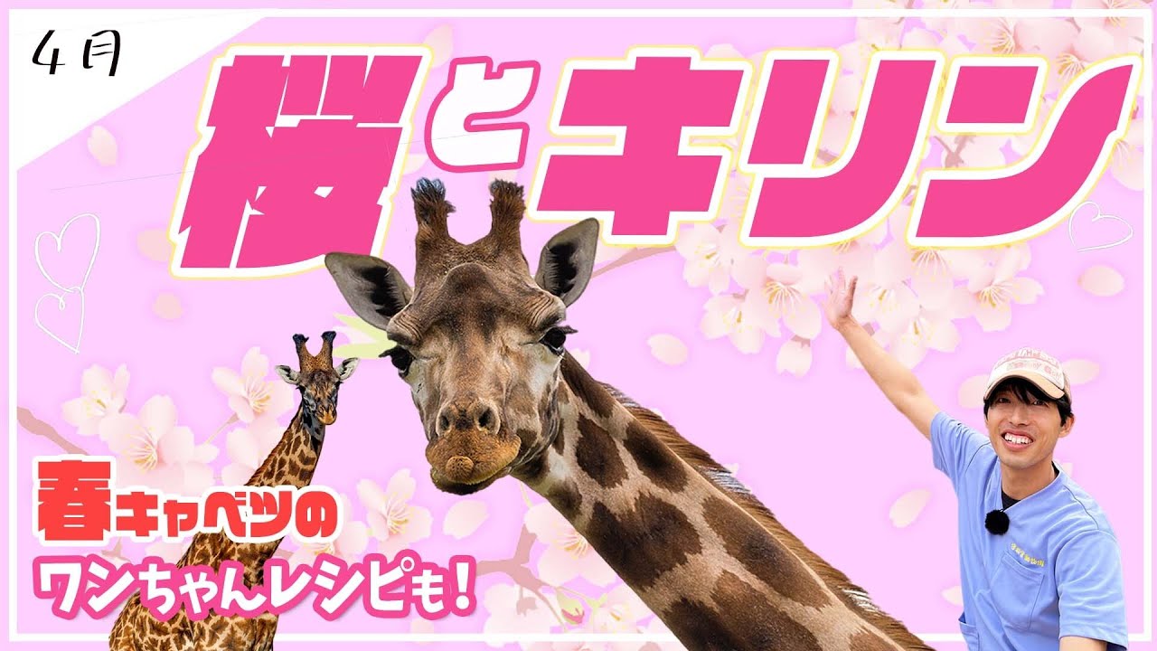 🌸Spring giraffe special feature! A spectacular collaboration