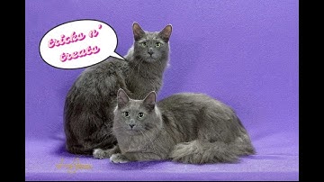 Teaching your Cat to Spin - presented by tricks n