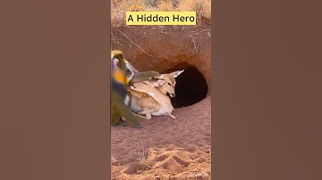 The Most Unexpected Rescue in the Wild #animalvideo #animals #AnimalRescue
