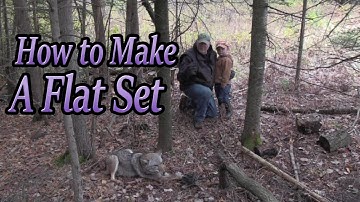 How to make a flat set in big timber areas and catch coyotes