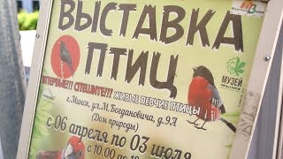 Выставка голубей и певчих птиц в Минске Павла Рутя 2018.