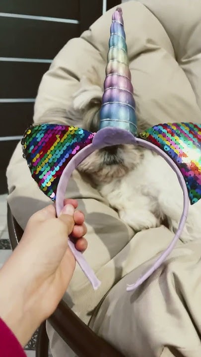 Я единорог🐶🦄 - YouTube