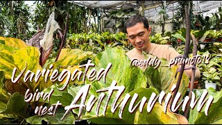 Spectacular Variegated Bird Nest Anthurium Hybrids - Explained By Hybridizer Eddy Pranoto