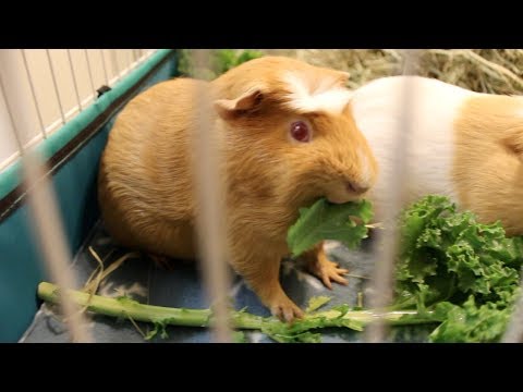 loud-kale-crunching-asmr-|-guinea-pig-eating-sounds