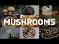 Nuliv science mushrooms