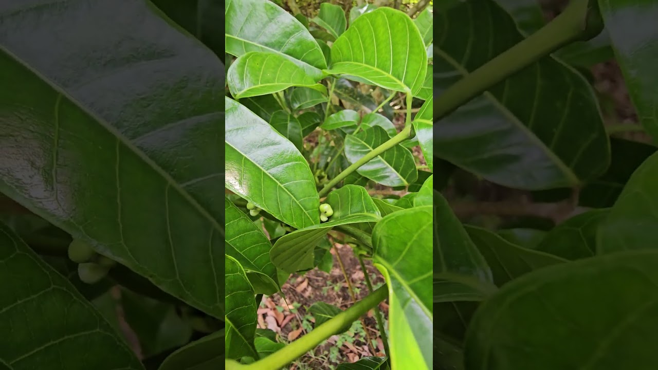 Life of an Agriculturist:Planted this Pili Nut tree 4 years ago…Now it’s finally giving me fruits—