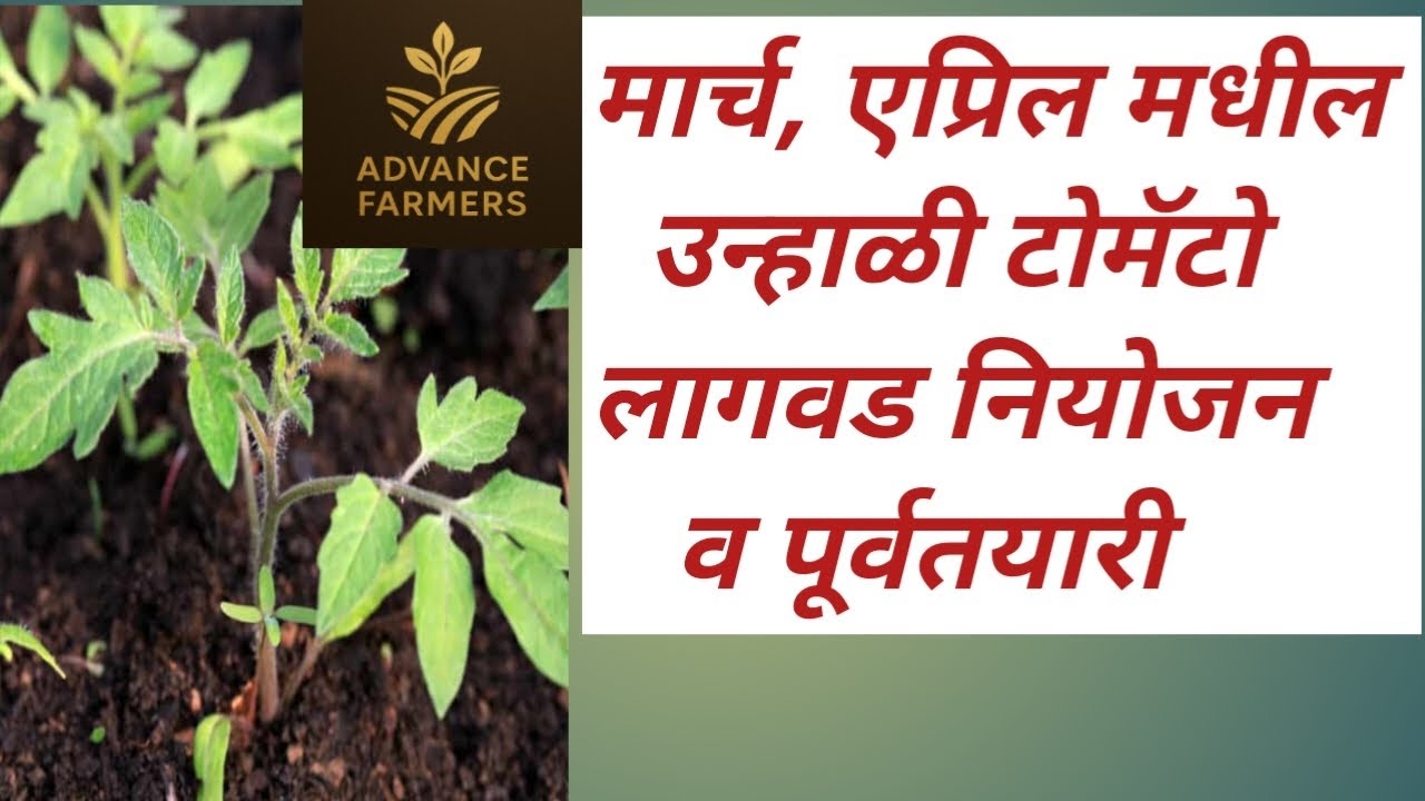 मार्च व एप्रिल महिन्यातील टोमॅटो लागवडीचे नियोजन व पूर्व तयारी.