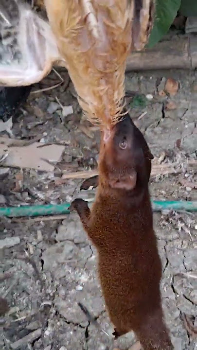 garangan makan ayam#mongoose #synonyms #garangan #wildanimals #predator