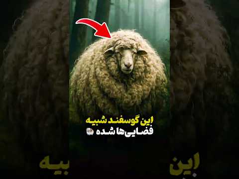 این گوسفند شبیه یه موجود فضایی شده بود