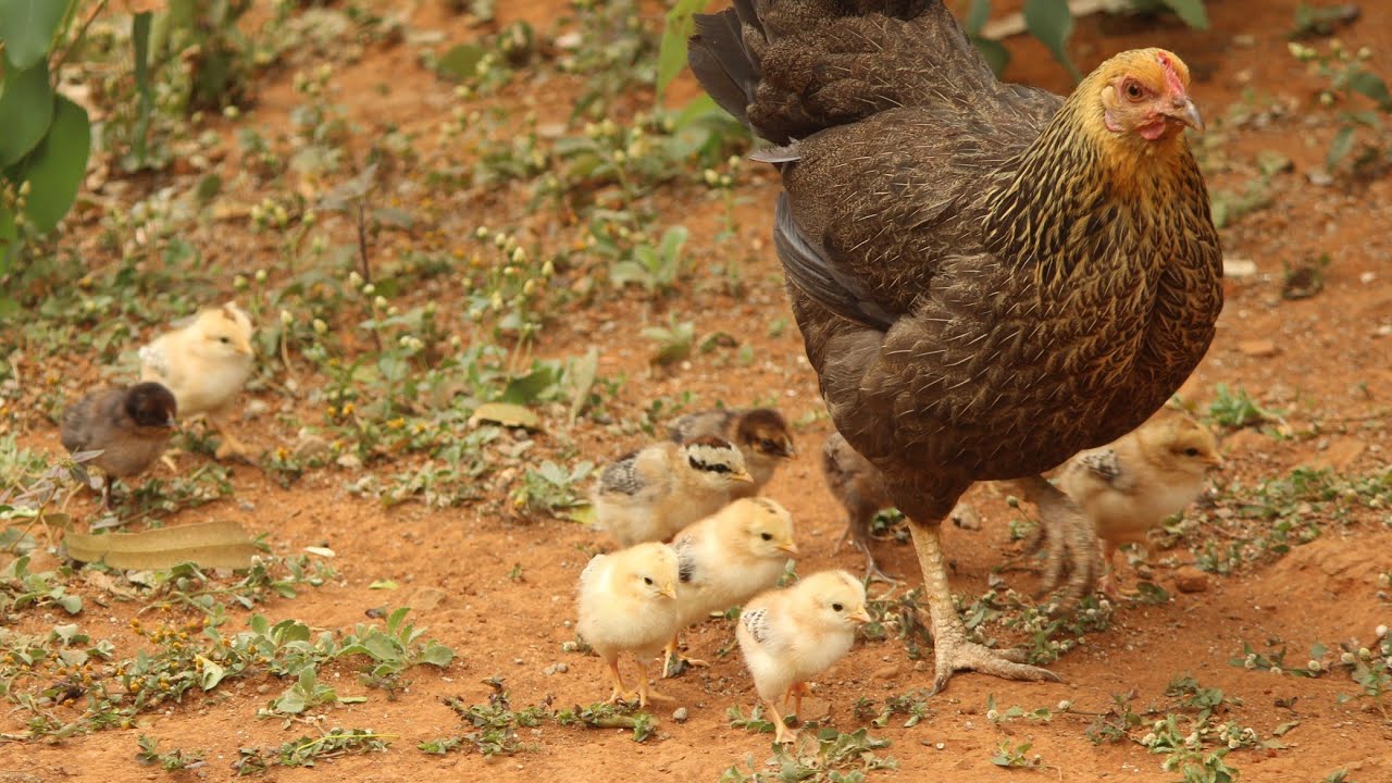 A hen feeding her chicks. YouTube