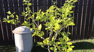 Fuyu Persimmon, leafed out spring 2017