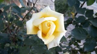 05 06 2024 Maşaallah Gül Sari.