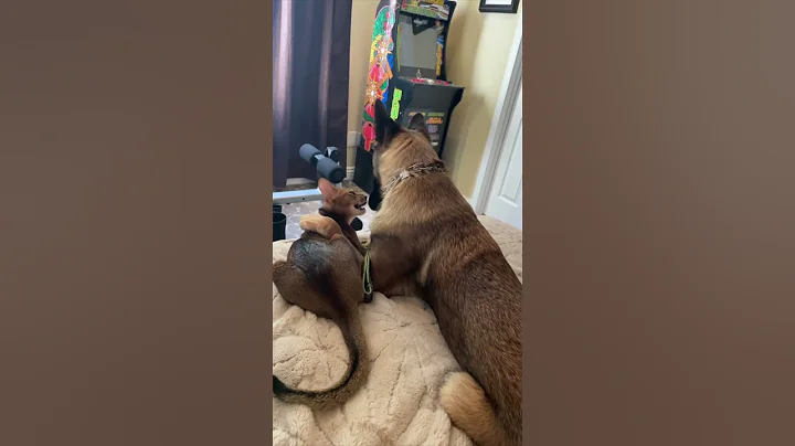 Watch the video about Animals friends🦜🐕🐈#shots #cat #funny #cute #abyssinian #dog #doglover