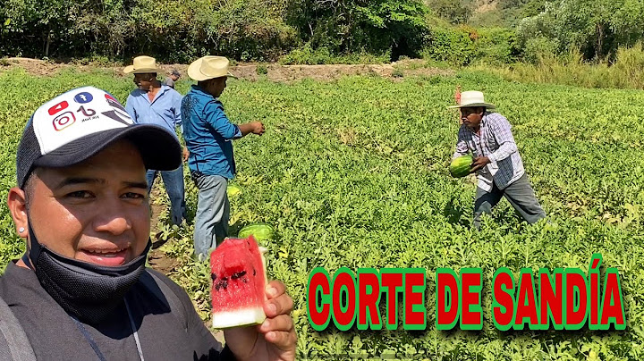 ASÍ ES EL CORTE DE SANDÍA 🍉 EN OAXACA