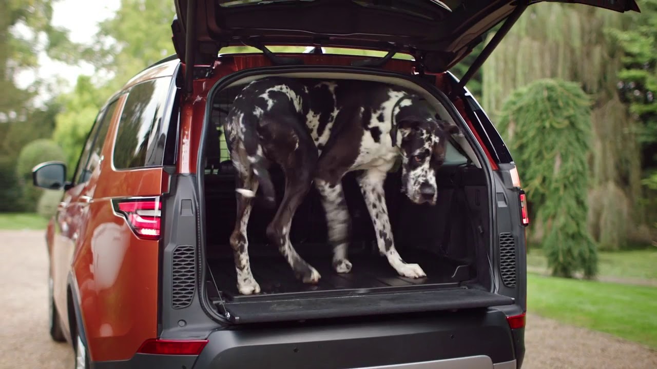 Range rover dog