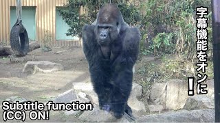 Silverback gorilla notices something strange and protects his family. Momotaro Momotaro family