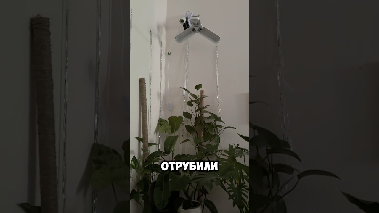 Наши растения не смогут жить без искусственного освещения так как у нас северное окно. 