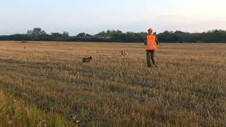 Lov Prepelice 15.08.2022