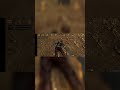 сапоги ослепляющей скорости morrowind Android