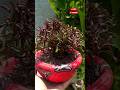🪴Best Out Of Waste Ball Planter🪴😍👍#gardening #diyplanter #shortsviral