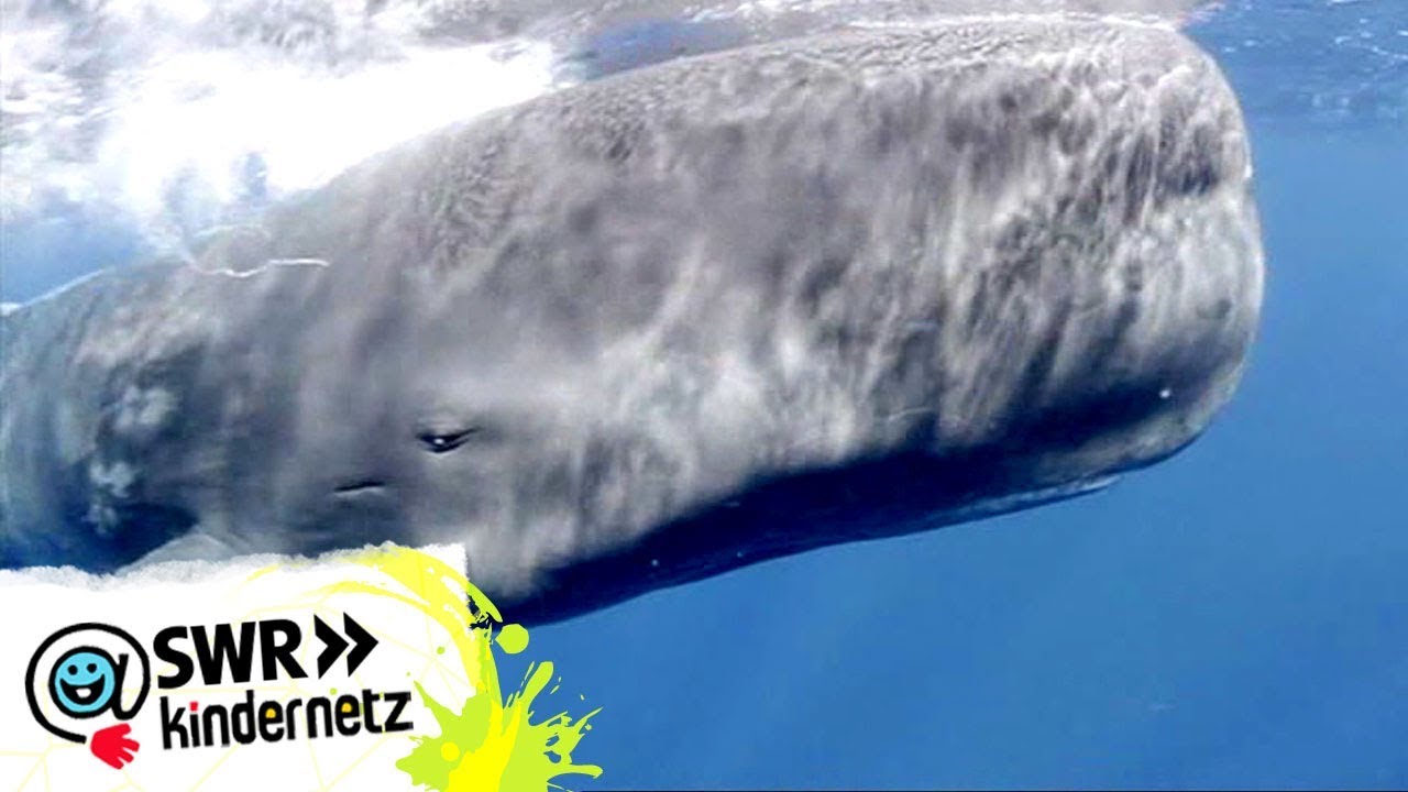 Welcher Wal ist der größte der Welt? l WOOZLE GOOZLE