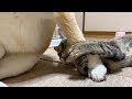 背中で滑るように柴犬を追っかける猫　Cat slither
