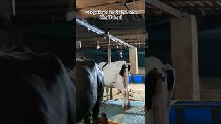 deepak yadav dairy farm #trending #viral #youtube #new #trendingshorts #farming #desi #sell #youtube