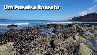 CHOCANTE! Você Não Vai Acreditar No que Encontrei Na Maré Baixa Em La Jolla Shores!