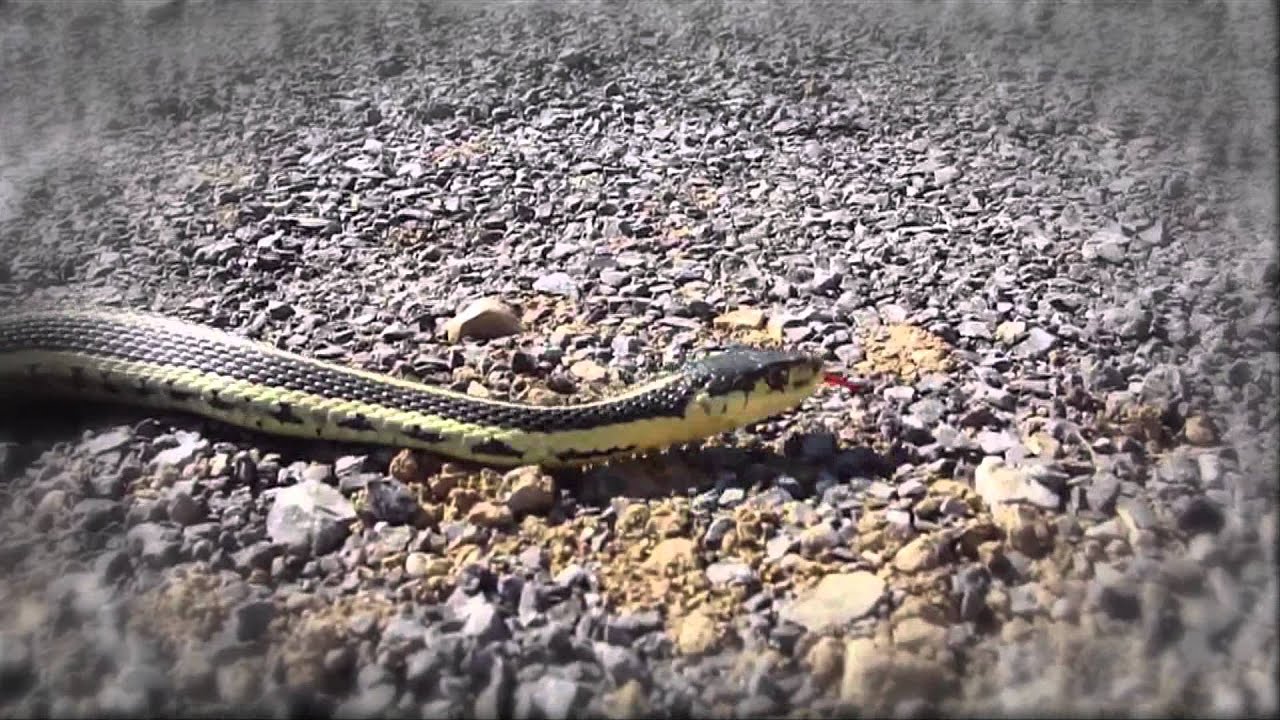 Snake and Ladders The Movie YouTube