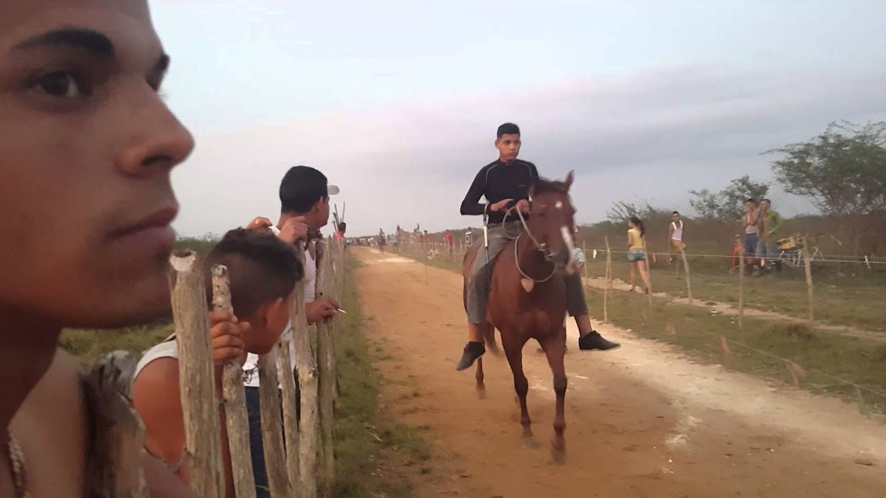 Carreras de caballo actemisa vs pinar del rio