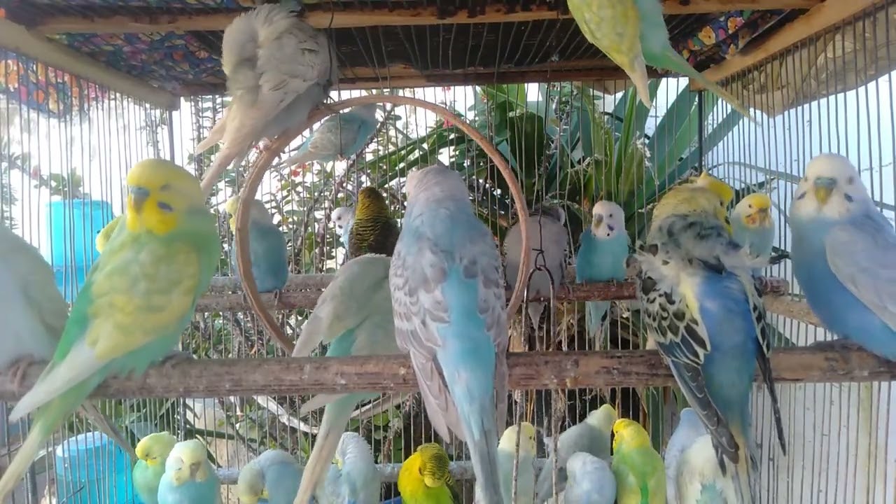 🐦家にある物だけ｜見て学ぶ、インコが安心する流れ