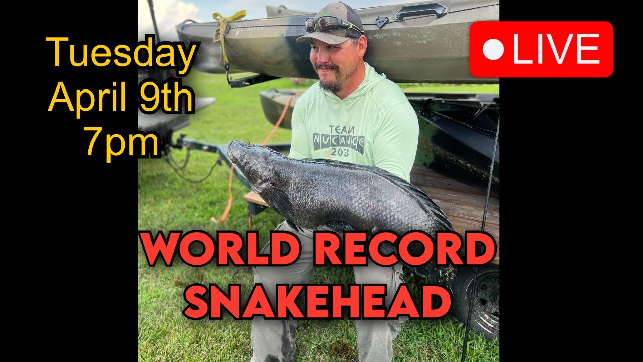WORLD RECORD SNAKEHEAD YouTube