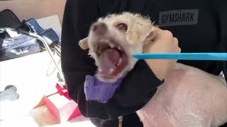 Dogs with painful ear problems will let you know how they feel with their teeth! by My Favorite Groomer 757 views 2 days ago 34 seconds