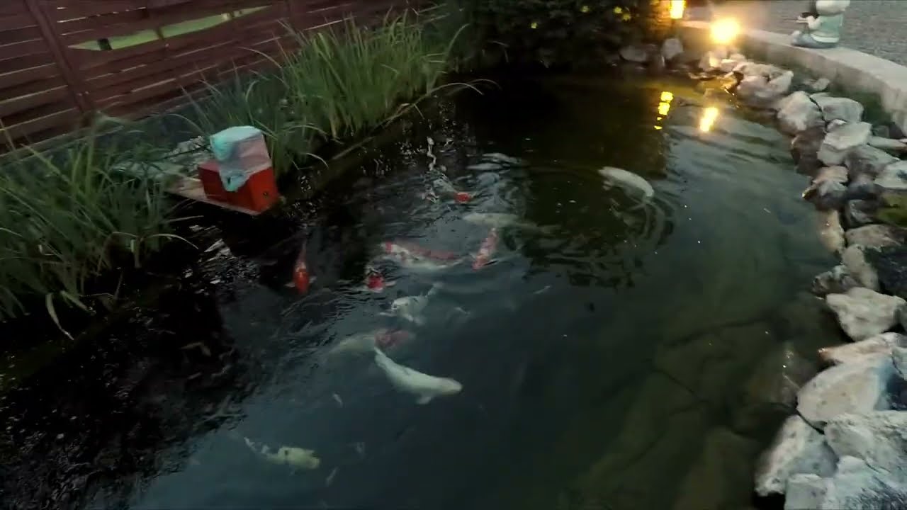 feeding-koi-bread-at-sunset-fpv-youtube