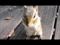 Squirrel Cam - The Chipster is making faces at me!