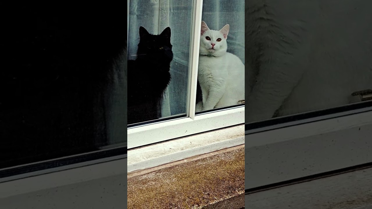 Watch Blacknwhite White and Black Cats Yawning Together: Adorable Sync! on YouTube Watch Blacknwhite White and Black Cats Yawning Together: Adorable Sync! on YouTube