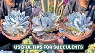 Useful Tips for Succulents | #succulents #suculentas #다육 by Vườn sen đá 21,388 views 5 months ago 3 minutes, 37 seconds