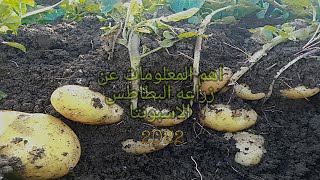 زراعه  البطاطس.ـــ  اهم المعلومات عن زراعه البطاطس الاسبونتا في الارض  🌿🌿🌿🌱