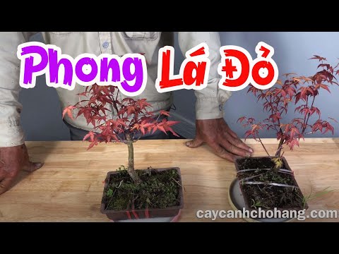 Video: Các Loại Và Giống Phong (38 ảnh): Trung Quốc Và Phong Có Lá Màu đỏ Tía, Lá Nhỏ Và Lùn, Với Lá Màu Vàng Và Tím, 