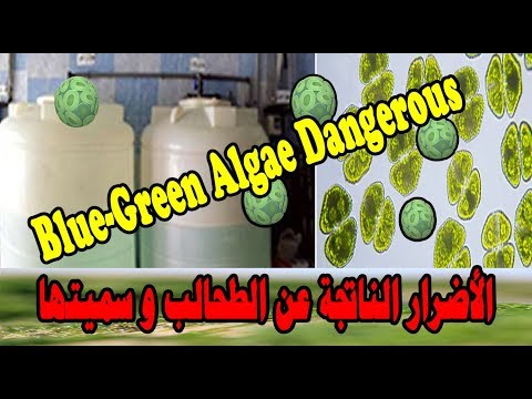 الأضرار الناتجة عن الطحالب وسميتها     إنتبه لخزان تنك تجميع المياه عندك