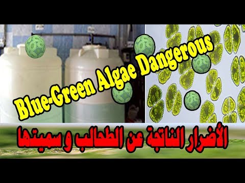 فيديو: Aquascaping: دبابة الجمال