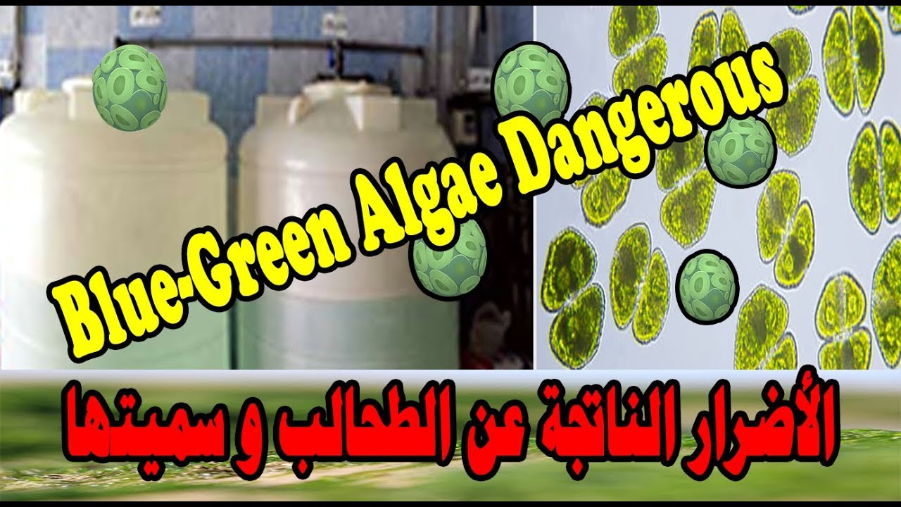 الأضرار الناتجة عن الطحالب وسميتها | Blue Green Algae Dangerous -إنتبه لخزان تنك تجميع المياه عندك