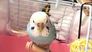 インコのメイ 令和初！ざぶとん走りの巻