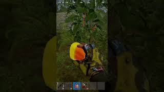 Как собирать конфеты на хэлуин и быть в топ 1 #rust #раст