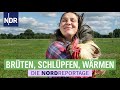 Neue Wege mit alten Hühnerrassen bei Christine Bremer | Die Nordreportage | NDR