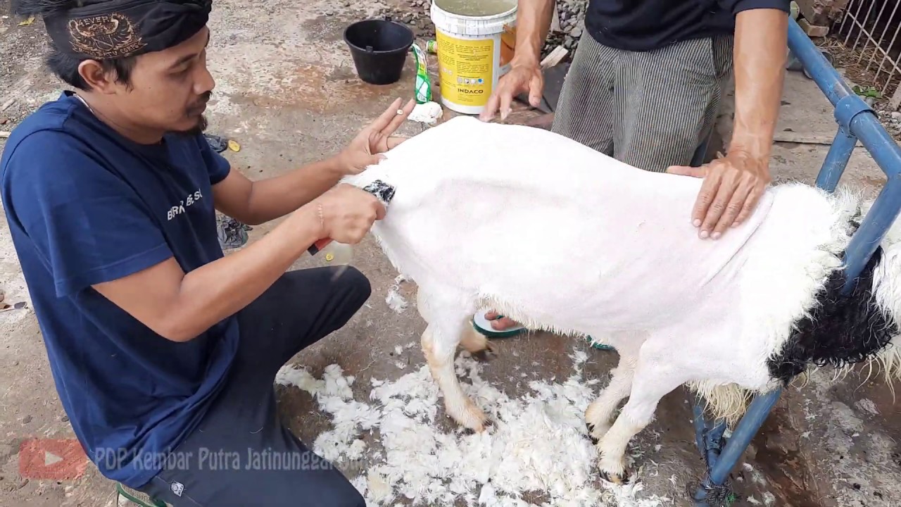 Cara Merawat Domba Garut 