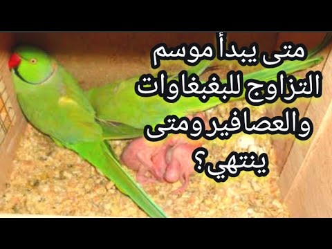 فيديو: كيف تبدو أنثى الطاووس؟ شروط تربية الطيور