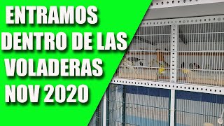 CRÍA CANARIOS (ENTRAMOS EN LAS VOLADERAS) 2020