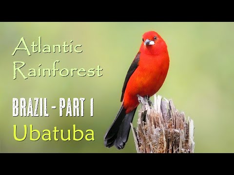Brazil bird ブラジル　バード　アキツユコ Amazing Brazil | Birds of the Atlantic Rainforest | Ubatuba